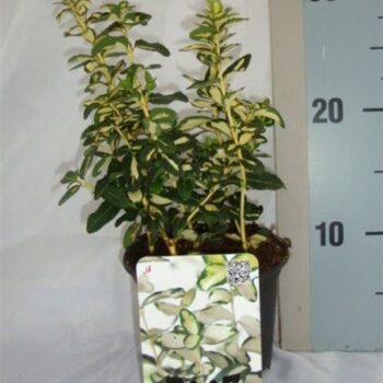 Euonymus fortunei Blondy