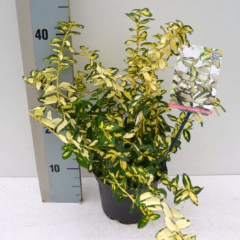 Euonymus fortunei Blondy