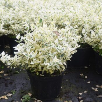 Euonymus fortunei Dan's Delight