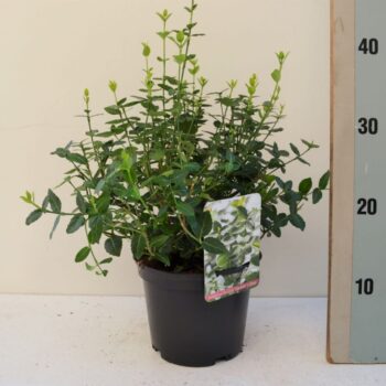 Euonymus fortunei em Green