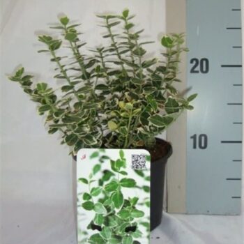 Euonymus fortunei 'Emerald Gaiety'