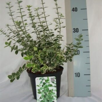 Euonymus fortunei 'Emerald Gaiety'