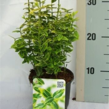 Euonymus fortunei 'Emerald 'n' Gold'