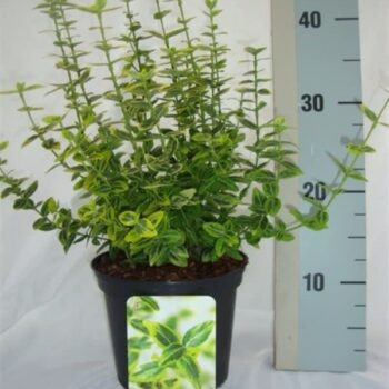 Euonymus fortunei 'Emerald 'n' Gold'