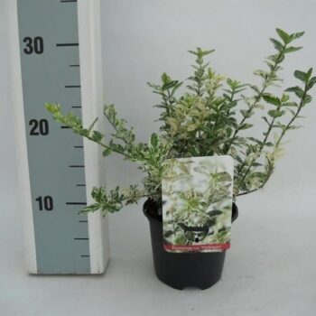 Euonymus fortunei 'Harlequin'