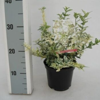 Euonymus fortunei 'Harlequin'