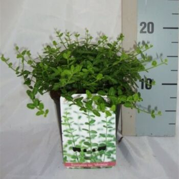 Euonymus fortunei 'Minimus'