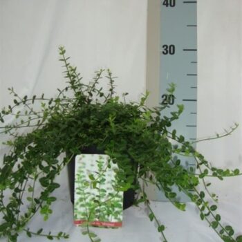 Euonymus fortunei 'Minimus'