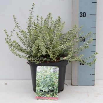 Euonymus fortunei Silver Carpet