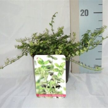 Euonymus fortunei 'Silverstone'