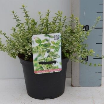 Euonymus fortunei 'Silverstone'