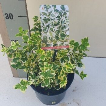 Euonymus fort SilverQueen