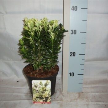 Euonymus japonicus overig