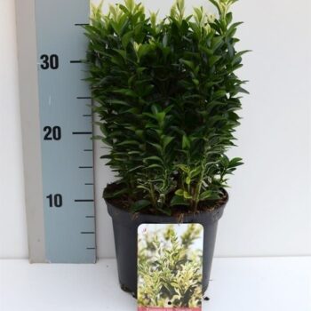 Euonymus japonicus overig