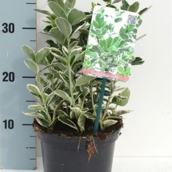 Euonymus japonicus 'Kathy'