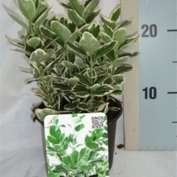 Euonymus japonicus 'Kathy'