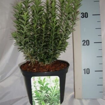 Euonymus japonicus 'Microphyllus Albovariegatus'