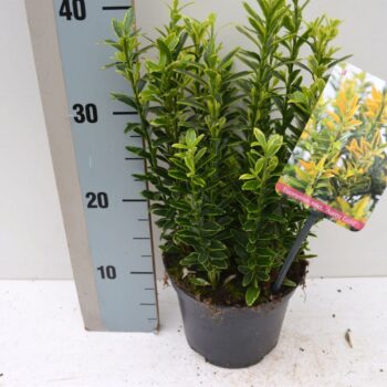 Euonymus japonicus 'Microphyllus Aureovariegatus'