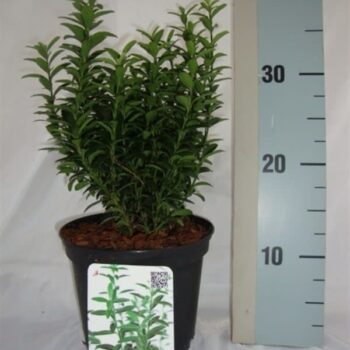 Euonymus japonicus 'Microphyllus'