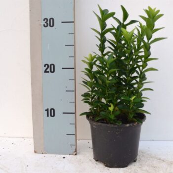 Euonymus japonicus Pulchellus