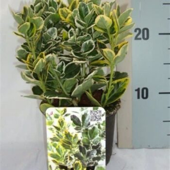 Euonymus japonicus gemengd