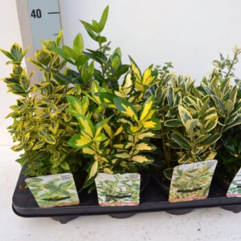 Euonymus Mix