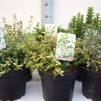 Euonymus MIX