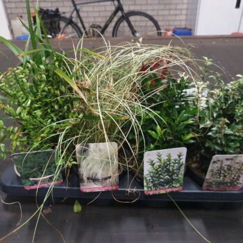 Heesters overig gemengd