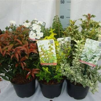 Heesters overig gemengd