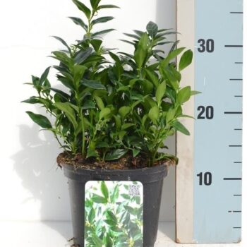 Sarcococca confusa