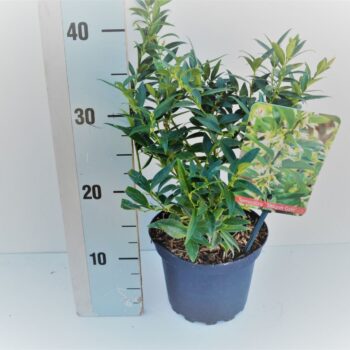 Sarcococca Rusc. 'Dragon Gate'