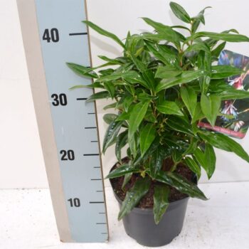 Sarcoccoca Winter Gem