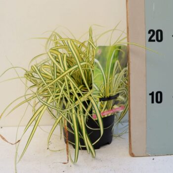 Carex oshimensis Evergold