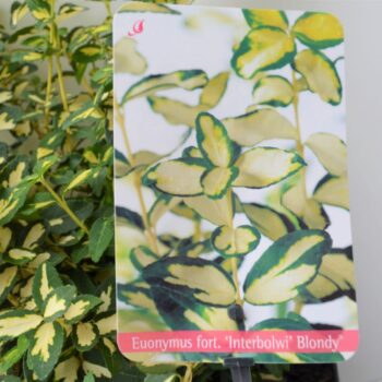 Euonymus fort Blondy