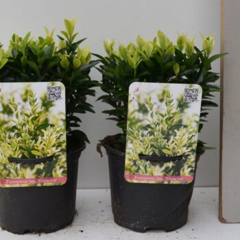 Euonymus Japonicus 'Francien'