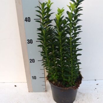 Euonymus japonicus 'Pulchellus'