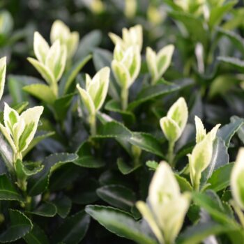 Euonymus japonicus 'Francien'