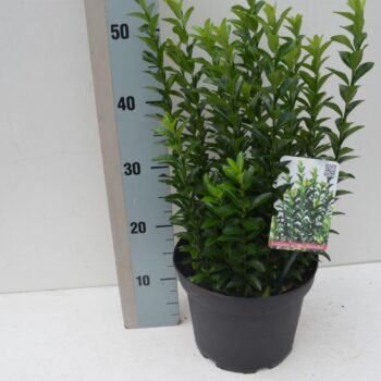 Euonymus jap. pulchellus