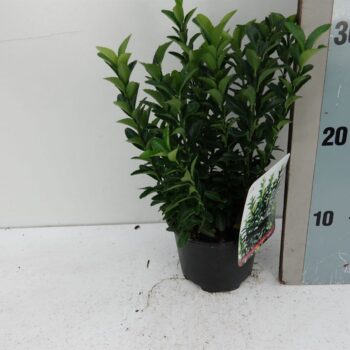 Euonymus jap 'Green Spire'