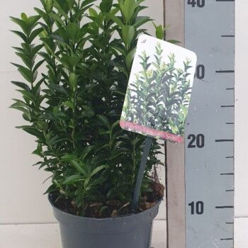 Euonymus jap 'Green Spire'