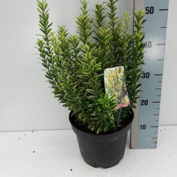 Euonymus jap Microphyllus Aureovariegatus