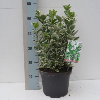 Euonymus jap. 'Kathy'