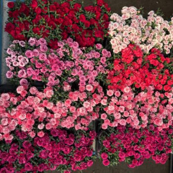 Dianthus Mixlaag