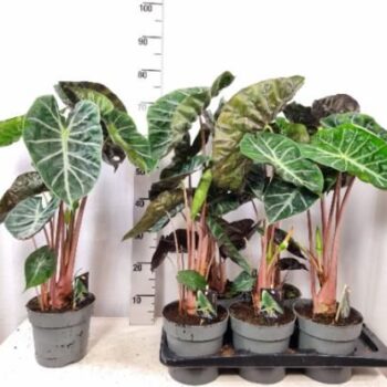 Alocasia Pink Dragon