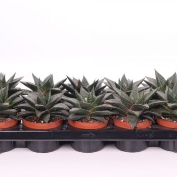 Gasteria flow