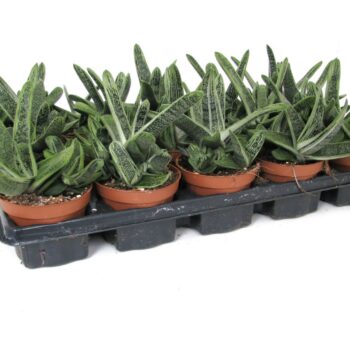 Gasteria little warty