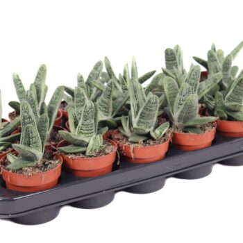 Gasteria little warty