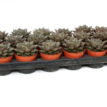 Echeveria purpusorum