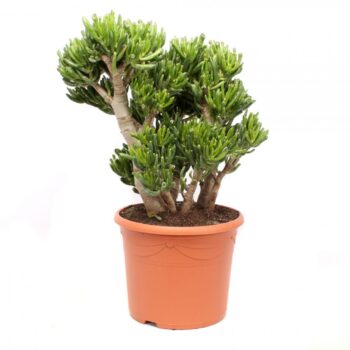 Crassula hobbit