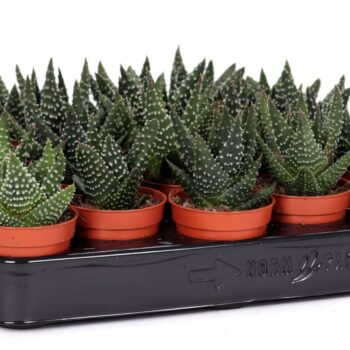 Haworthia margaritifera